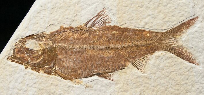 Bargain Knightia Fossil Fish - Wyoming #15634